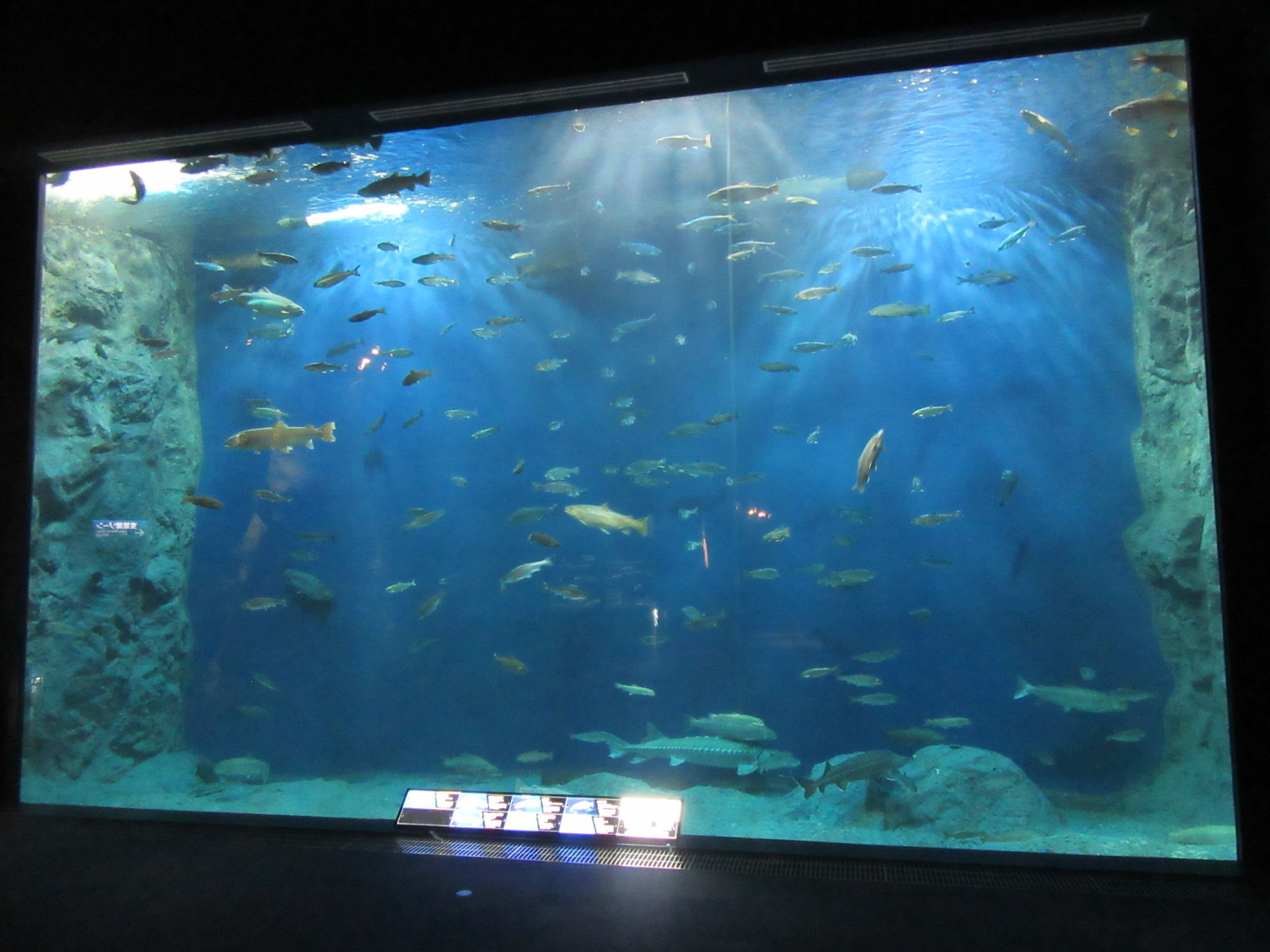千歳水族館は水槽の美しさを楽しむ水族館！ 2018年３月12日: ナオーキの北海道めぐり